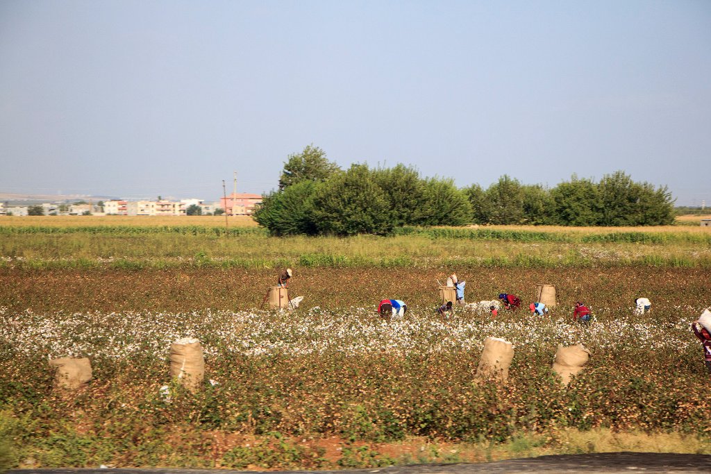 01-Cotton pickers.jpg